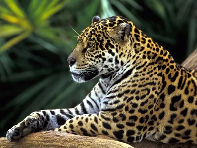 изображения на животных ягуар джунглей амазонки, обои 4к, картинка ягуара,  ягуар фон картинки и Фото для бесплатной загрузки