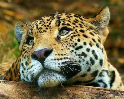 Фото ягуара, преследующего в траве крупным планом ягуара | Премиум Фото