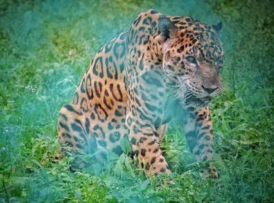 Почему пума – главный враг ягуара, и как в Минском зоопарке решают, стоит  ли животным «съехаться» - Минск-новости