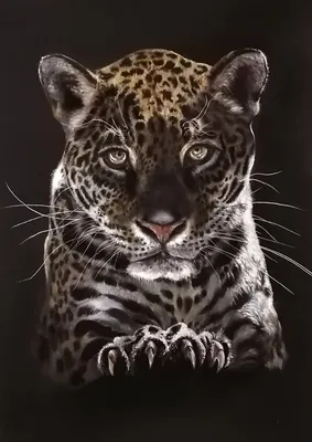 Чёрный ягуар - новый редкий экспонат в Дарвиновском музее
