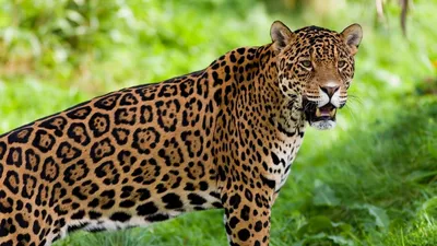 Pin by Незабудка on Животные | Jaguar wallpaper, Jaguar animal, Leopard  wallpaper