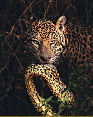 Ягуар очень красивое, сильное и ухищренное животное Стоковое Фото -  изображение насчитывающей жестковато, шерсть: 71473574