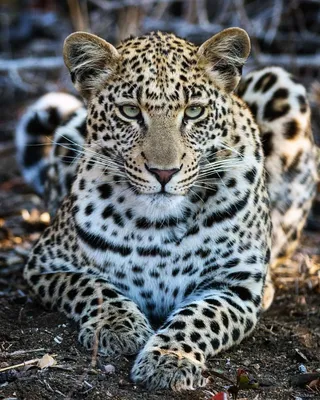 Фото обои с животными леопард 368x254 см 3Д Ягуар за цементной стеной  (2771P8)+клей (ID#1754681628), цена: 1200 ₴, купить на Prom.ua