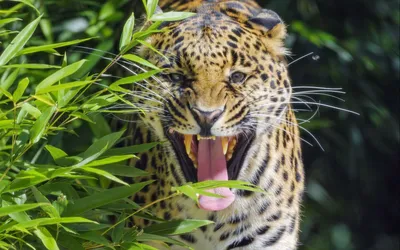 Картинки животное ягуар (58 фото) - 58 фото