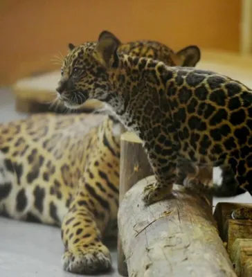В Ленинградский зоопарк переехал чёрный ягуар из Красноярска