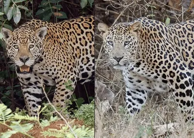 Ягуар в лесу привлекательный образ мощного ягуара-охотника. | Премиум Фото
