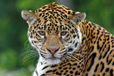 ягуар Портрет детали головной одичалого кота Большое животное в среду  обитания природы Ягуар в лесе тропика Коста-Рика Стоковое Фото -  изображение насчитывающей охотник, черный: 70944648