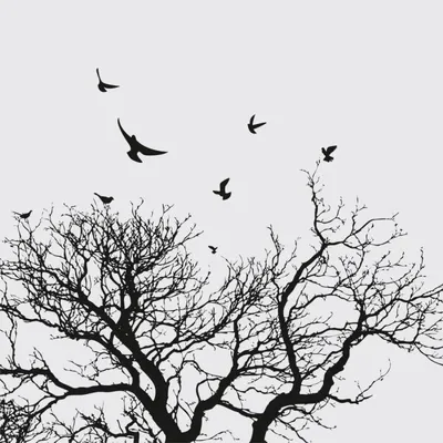 Черно-белые птицы | Decorel