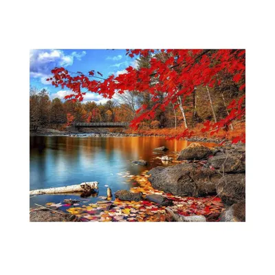 Яркая красивая осень | Осенние деревья, Осень, Осенние листья