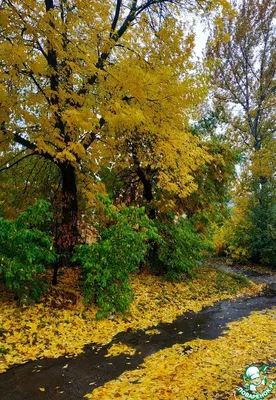 ФОТОФАКТ: Яркая осень в Минске