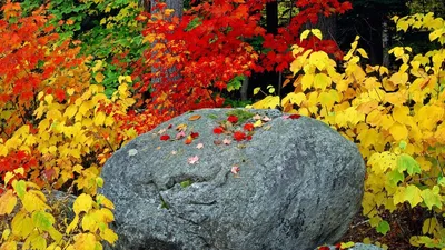 Яркая осень» картина Минаева Сергея маслом на холсте — заказать на ArtNow.ru