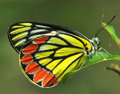 Яркие бабочки фото фотографии