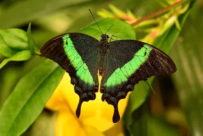 Красота в глазах смотрящего: самые красивые бабочки в мире» — создано в  Шедевруме