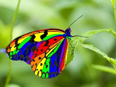 Рисунок яркие бабочки - 75 фото