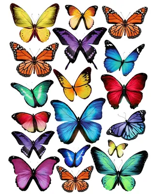 Красивые яркие бабочки стоковое фото. изображение насчитывающей яркое -  91218480