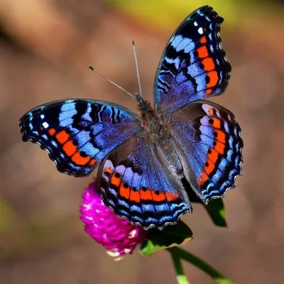 Три яркие бабочки с разноцветными крыльями изолированы на белом фоне foto  de Stock | Adobe Stock