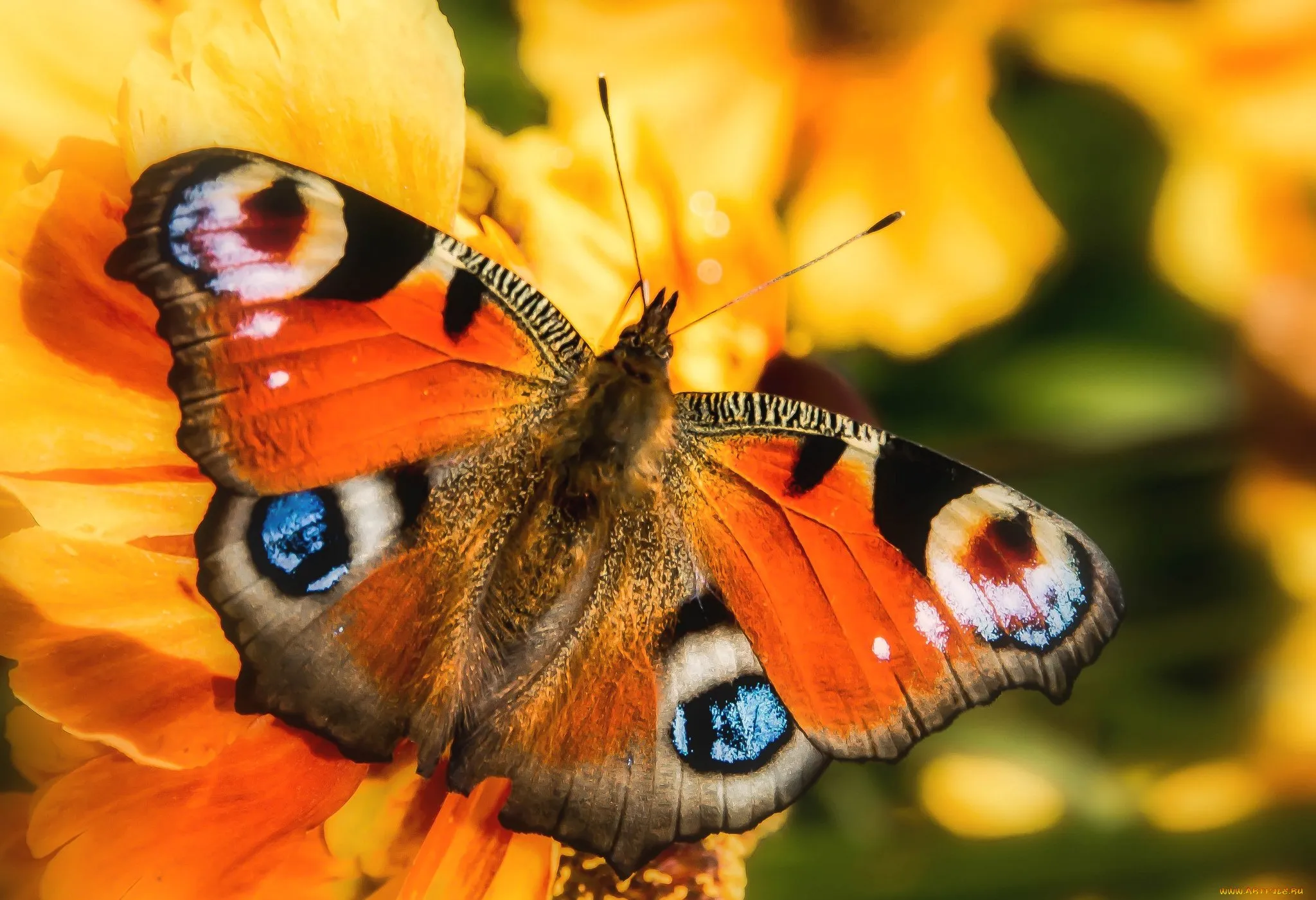 День изучения бабочки. Дневной павлиний глаз бабочка. Бабочка павлиний глаз желтая. Павлиний глаз (бабочка). Горгеус бабочка.