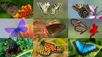 Яркие бабочки (32 фото)