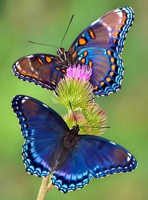 Разноцветные бабочки картинки - 66 фото