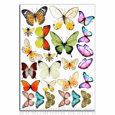Три Красочные Бабочки — стоковые фотографии и другие картинки Бабочка -  Бабочка, Белый, Большой - iStock