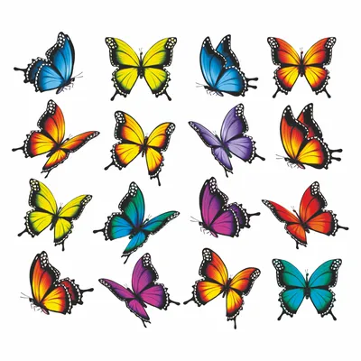 Самые красивые бабочки в мире | Topkin | Дзен