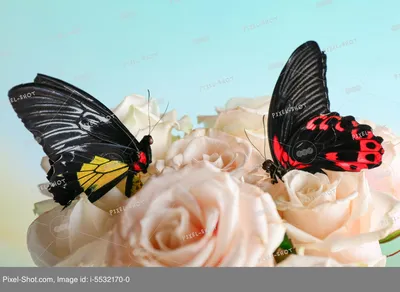 Коллекция поразительно яркие бабочки изолированные на белом Стоковое  Изображение - изображение насчитывающей бабочка, утло: 196498801