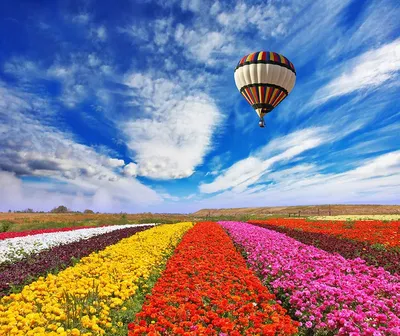 Газания: яркие цветы из Южной Африки для украшения вашего сада | Лидия  Захарчук.Поздравления и пожелания. | Дзен
