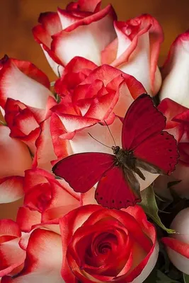 Картинки красивые цветы на аву розы (70 фото) » Картинки и статусы про  окружающий мир вокруг