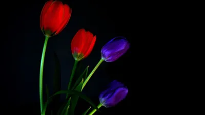 Обои на рабочий стол Яркие цветки тюльпанов на черном фоне, обои для  рабочего стола, скачать обои, обои бесплатно
