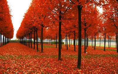 Яркие Краски Осени — стоковые фотографии и другие картинки Без людей - Без  людей, Ботаника, Ветвь - часть растения - iStock