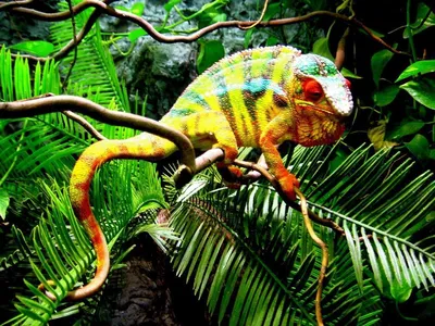 10 животных с самой яркой окраской. | Пикабу