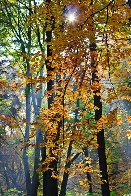 Яркие краски осени - красивые фото