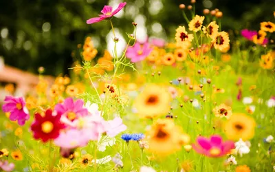 Садовые лилии: красивые летние цветы - Коммерческие новости - Калужский  перекресток Калуга