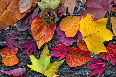 Картины Листья \"Яркие осенние листья\" - арт 0120010017 | Купить в  интернет-магазине Фото в дом - Фото в дом