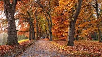 Яркие осенние листья. стоковое фото. изображение насчитывающей красивейшее  - 196150992