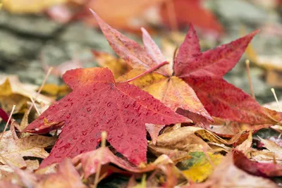 Красивые Осенние Листья — стоковые фотографии и другие картинки Без людей -  Без людей, Ветвь - часть растения, Время года - iStock