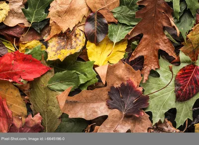 Яркие осенние кленовые листья в руках женщины. Клен уходит в руки. Осеннее  настроение . стоковое фото ©sablinstanislav 168148658