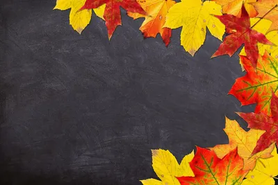 Несколько Прекрасных Дубовых Листьев В Яркие Осенние Цвета. Фотография,  картинки, изображения и сток-фотография без роялти. Image 33140474