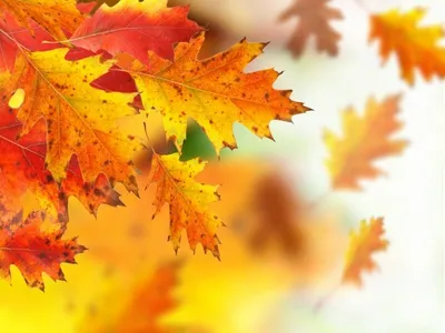 Яркие осенние листья фон :: Стоковая фотография :: Pixel-Shot Studio