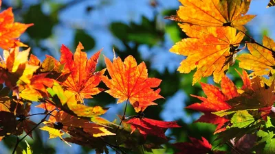 Яркие осенние кленовые листья Stock Vector | Adobe Stock