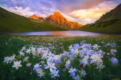 Красивые пейзажи с цветами - 74 фото