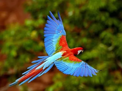 Яркие попугаи фото