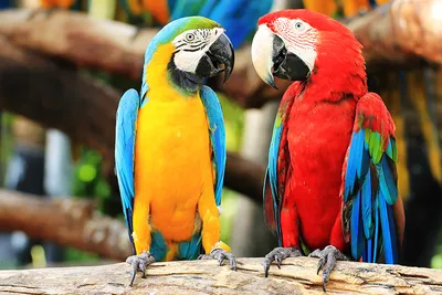 Фотообои Яркие попугаи купить на стену • Эко Обои