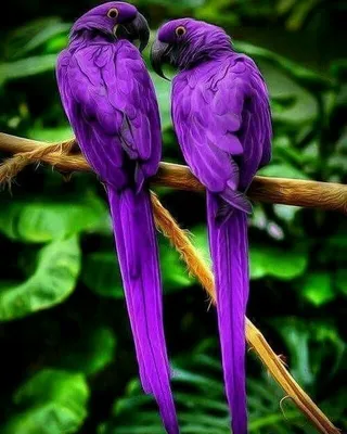 Красивые нежные разноцветные попугаи…» — создано в Шедевруме