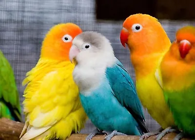 Красивые попугаи | Пикабу