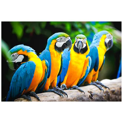Яркие Попугаи — стоковые фотографии и другие картинки Попугай - Попугай,  Питомцы, Амазония - iStock