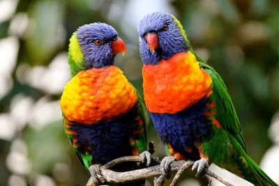 Яркие пестротканые попугаи сидят на ветви Стоковое Изображение -  изображение насчитывающей биографической, таиланд: 79560419