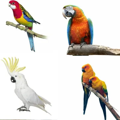 Несколько яркие попугаи стоковое изображение. изображение насчитывающей  пары - 89539481