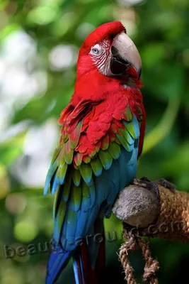 Самые красивые попугаи (Топ-28) | Most beautiful birds, Parrots art, Parrot