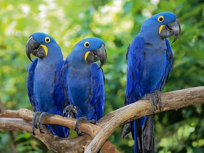 Попугаи: яркие, разноцветные, летающие и говорящие» — создано в Шедевруме